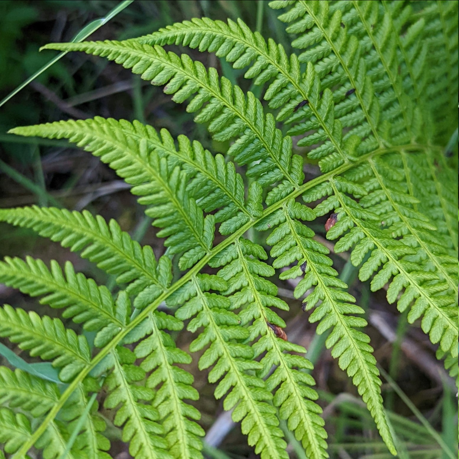 <p><span style="font-family: "Open Sans";">Athyrium filix-femina - Lady fern</span></p>