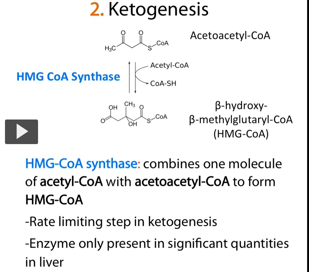 <p><u>(step 2)</u></p><p>The next step in <strong>ketogenesis </strong>is <strong>carried out</strong> by the <strong>HMG-CoA synthase</strong></p><p>it takes the <strong>aceto-acetyl-CoA</strong>, binds it to <strong>another molecule of acetyl-CoA</strong> to form <strong>HMG-CoA</strong>.</p><p><strong>-step 2</strong> is the <strong>rate limiting step of Ketogenesis</strong> and this <strong>only present </strong>in <strong>significant quantities in the liver</strong>, therefore, the<strong> liver </strong>is the <strong>only organ </strong>that can <strong>produce these ketone bodies</strong>.</p>
