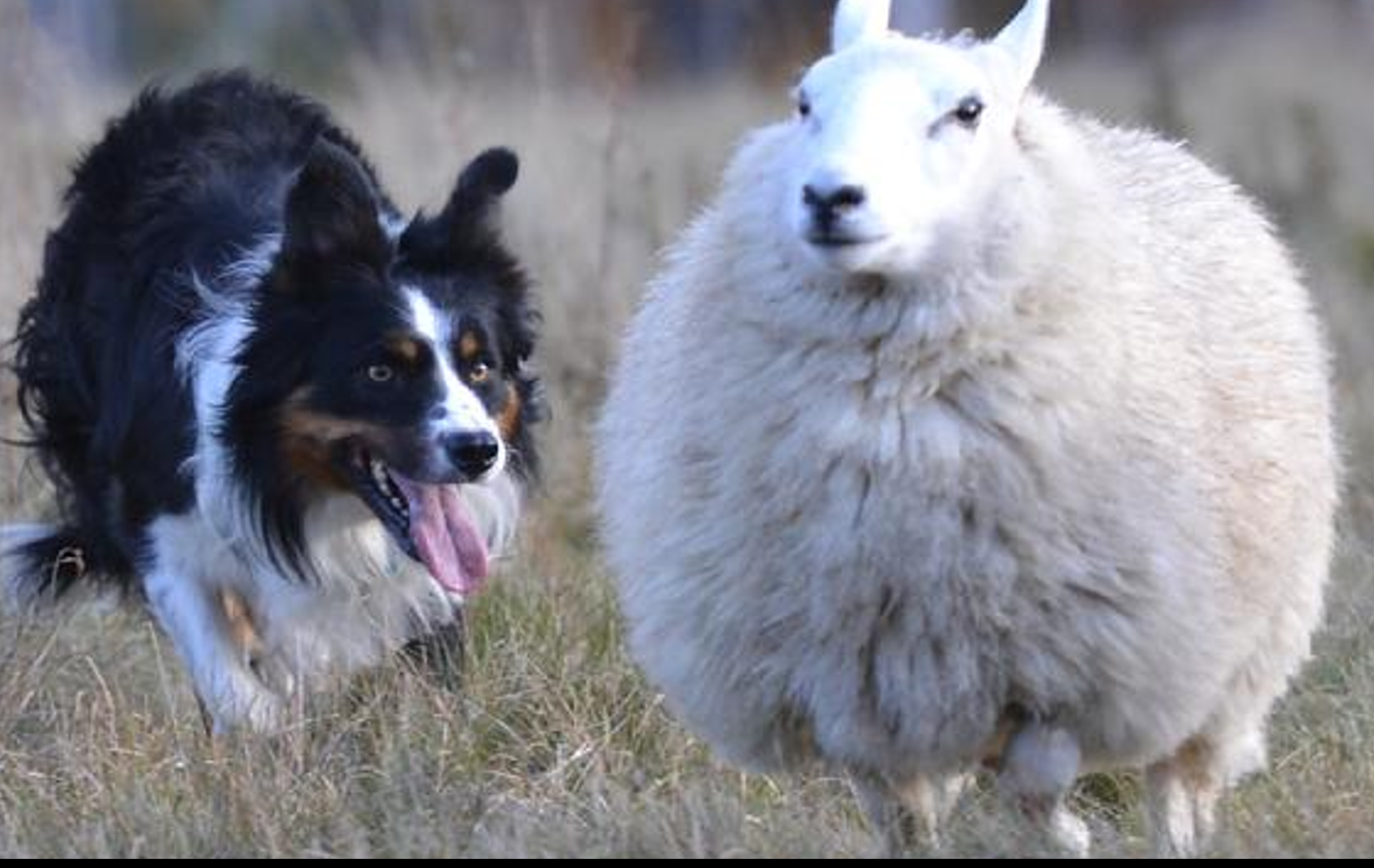 <p>benoem het schappenras op de afbeelding</p>