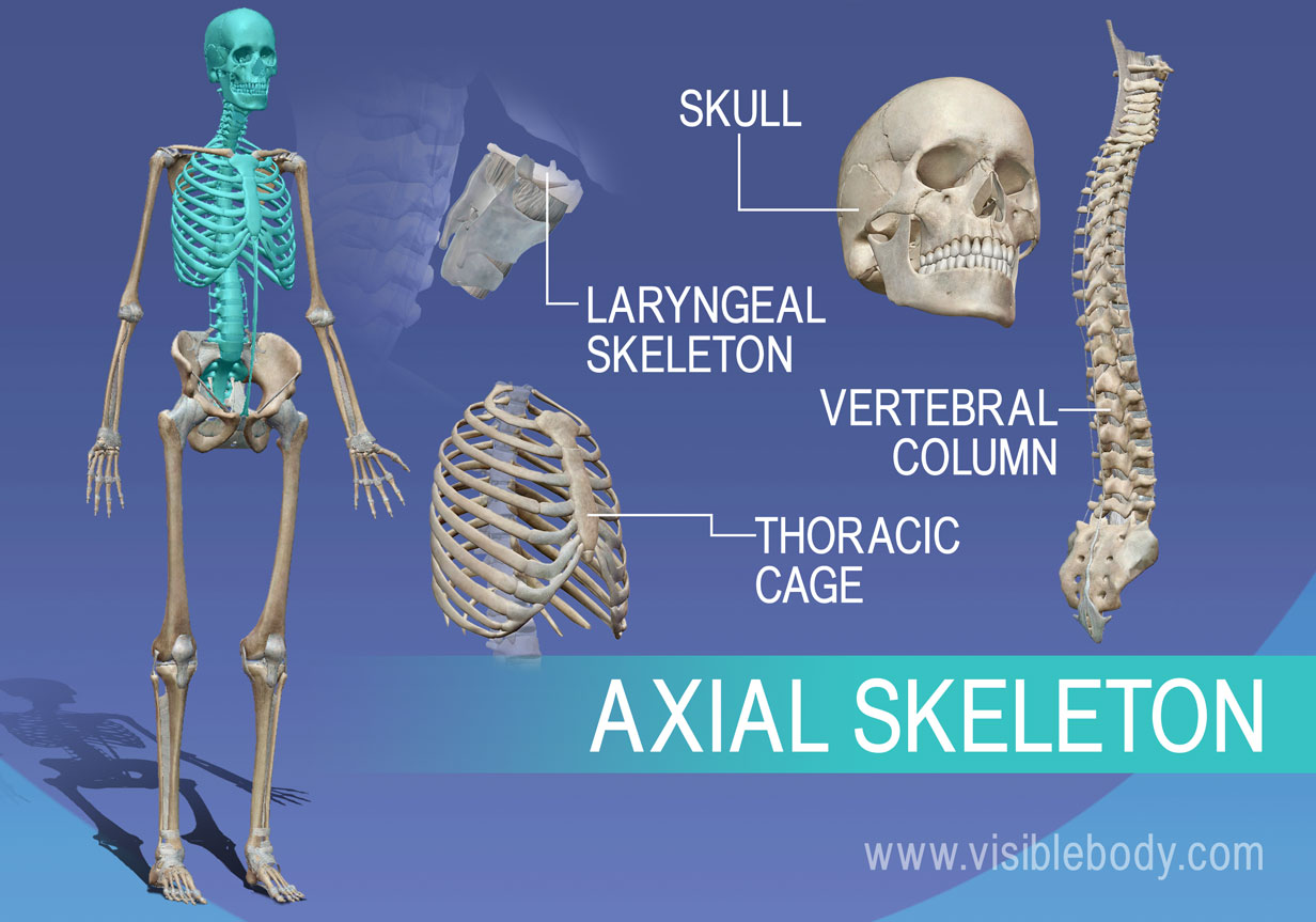 <p>Pertaining to head, neck, and trunk</p>