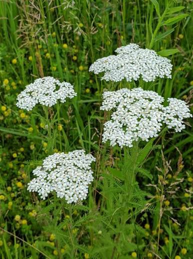 <p>Yarrow / Achillea millefolium</p>