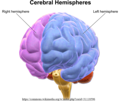 <p>cerebrum</p>