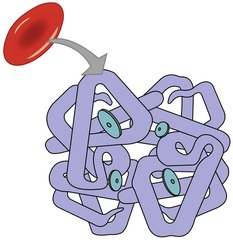 <p>Most oxygen is attached to hemoglobin as oxyhemoglobin.</p>
