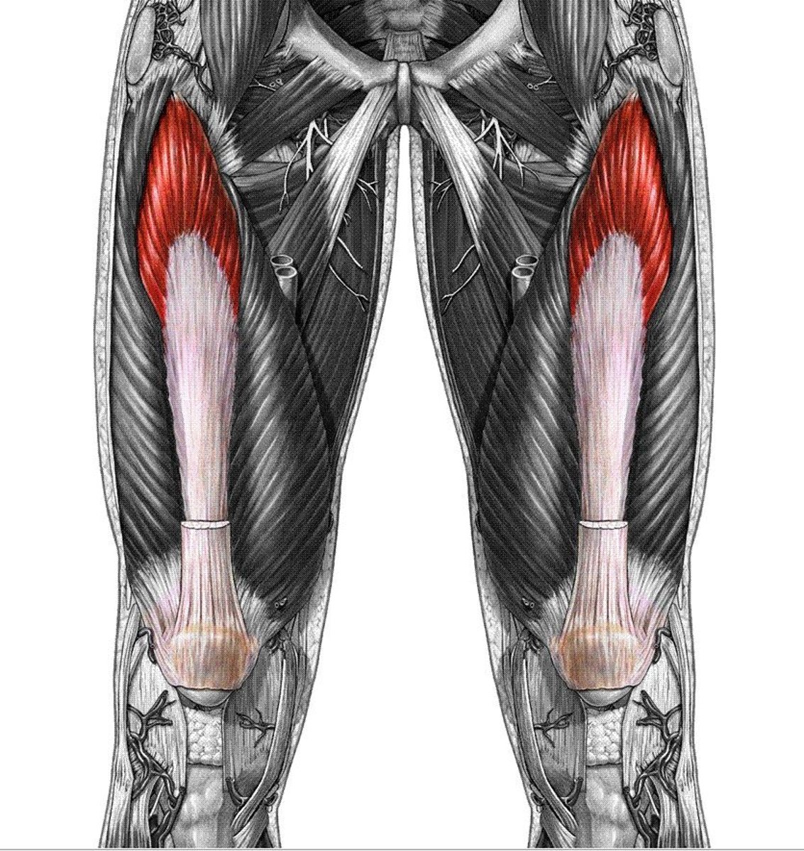 <p>extends leg</p><p>Deep to Rectus Femoris</p>