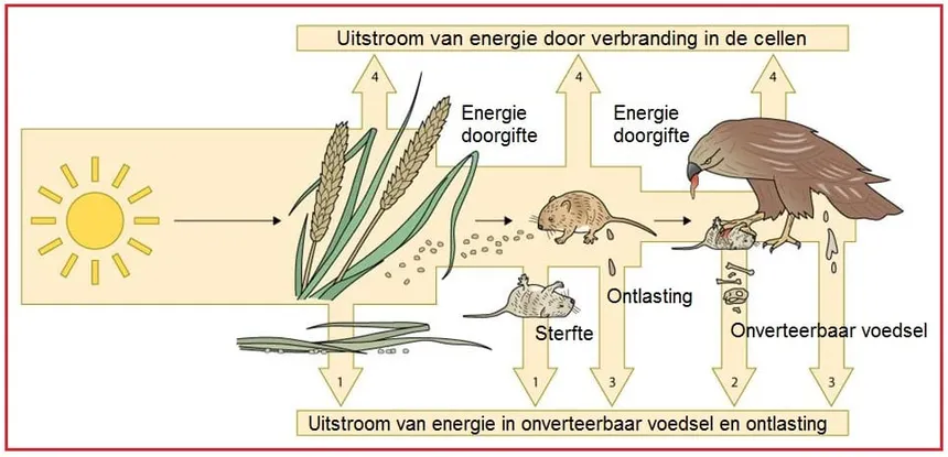 <p><strong>Ecologische piramide</strong></p>