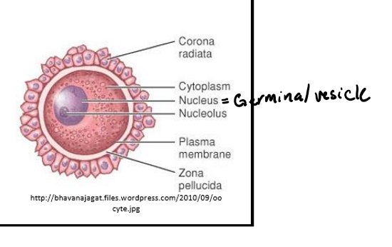 <ul><li><p>Zona Pellucida- assists fertilization and may provide protection </p><ul><li><p>Thick, protective glycoprotein shell</p><ul><li><p>Functions:</p><ul><li><p>Protects the oocyte</p></li><li><p>Sperm bind here during fertilization</p></li></ul></li></ul></li></ul></li><li><p>Vitelline membrane- surface layer of the oocyte</p><ul><li><p>Immediately beneath the zona pellucida</p></li><li><p>Called the oolemma</p></li></ul></li><li><p>Perivitelline space</p><ul><li><p>Space between zona pellucida and vitelline membrane</p></li><li><p>Provides cushioning and structural separation</p></li></ul></li><li><p>Cytoplasm (yolk)- contains many proteins, enzymes, nutrients needed for survival of the zygote</p><ul><li><p>Supports embryo until it reaches the uterus</p></li></ul></li><li><p>Germinal vesicle- nucleus containing genetic information </p><ul><li><p>The nucleus of the oocyte</p></li><li><p>Contains the genetic material </p></li><li><p>Will undergo meiosis during maturation </p></li></ul></li></ul><p></p>