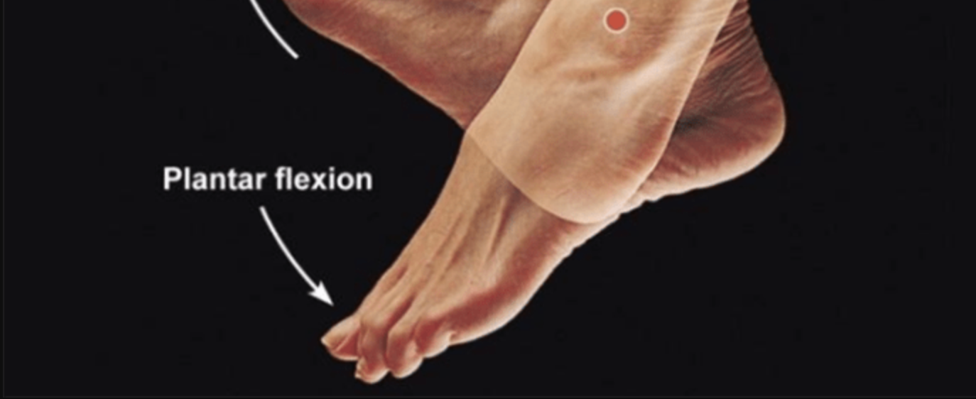 <p>pointing the foot away from the body (or standing on toes)</p>