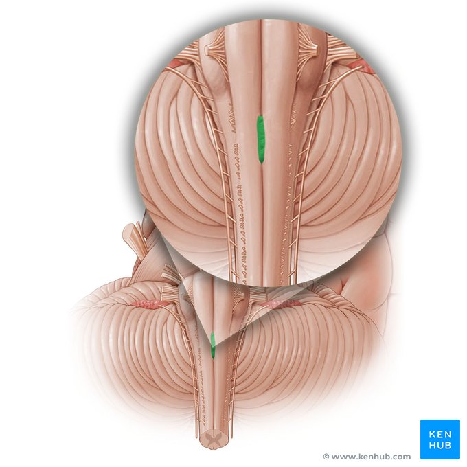 <p>Obliquely crossing fascicles of motor (pyramidal) decussation.</p>