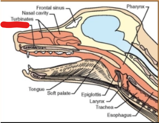 <p>what is it (Respiratory System)</p>