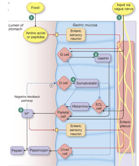 <ul><li><p>Gastric phase of digestion begins when food enters the stomach, causing the stomach to relax and expand to accommodate the incoming volume</p></li><li><p>Nutrients (amino acids and peptides) stimulate G cells to release gastrin which in turn promotes hydrochloric acid (HCl) secretion directly and indirectly through stimulation of histamine release from ECL cells (enhanced through vagal input)</p></li><li><p>Increased HCl facilitates conversion of pepsinogen to pepsin for protein digestion</p></li></ul><p></p>