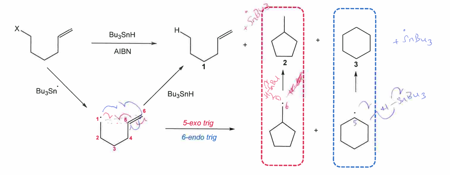 <p>in this reaction talk about the bu3snH concentration effects</p>