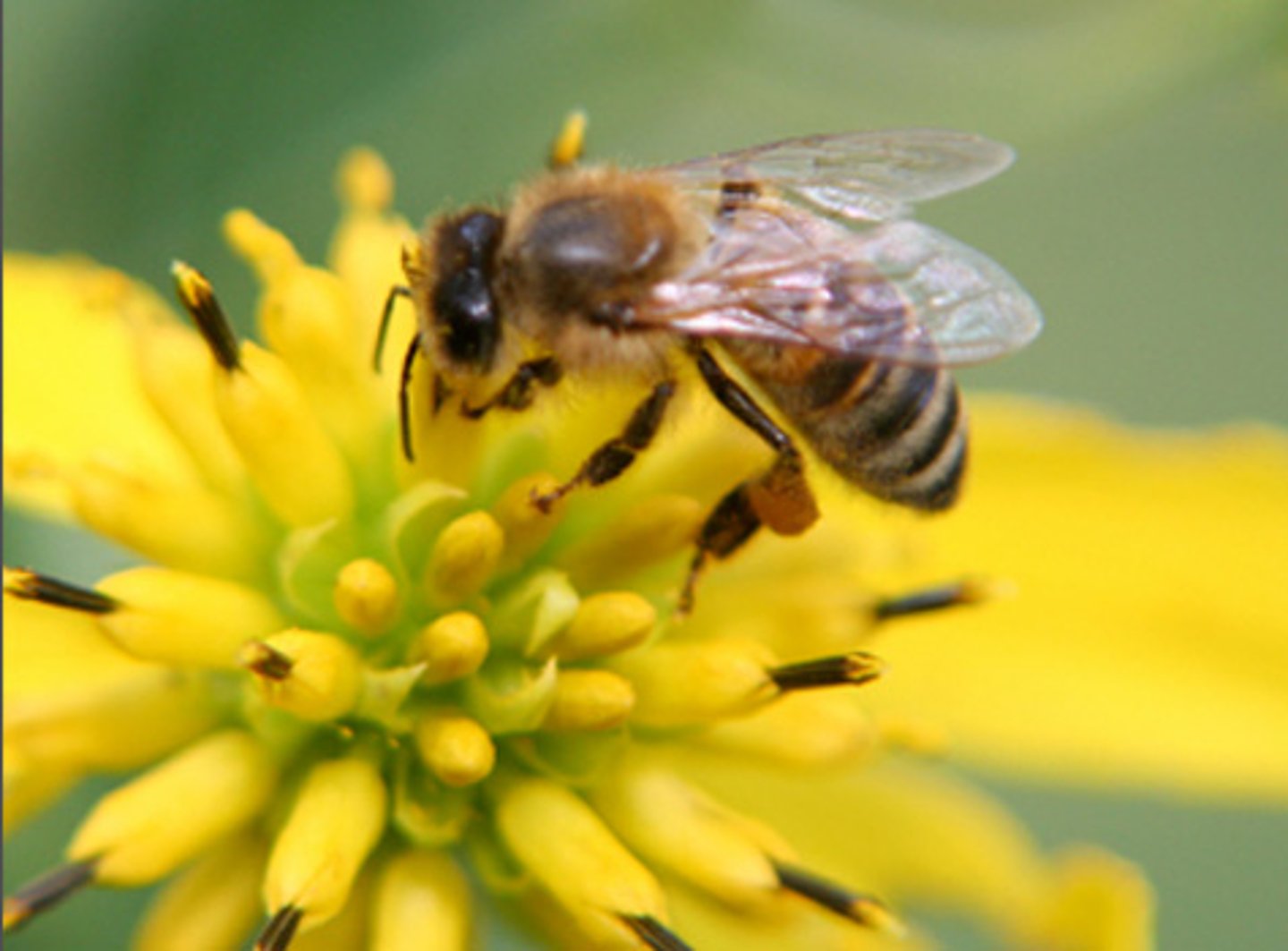 <p>A symbiotic relationship that benefits both members</p><p>ex. obligate symbionts (both depent entirely for survival)</p>