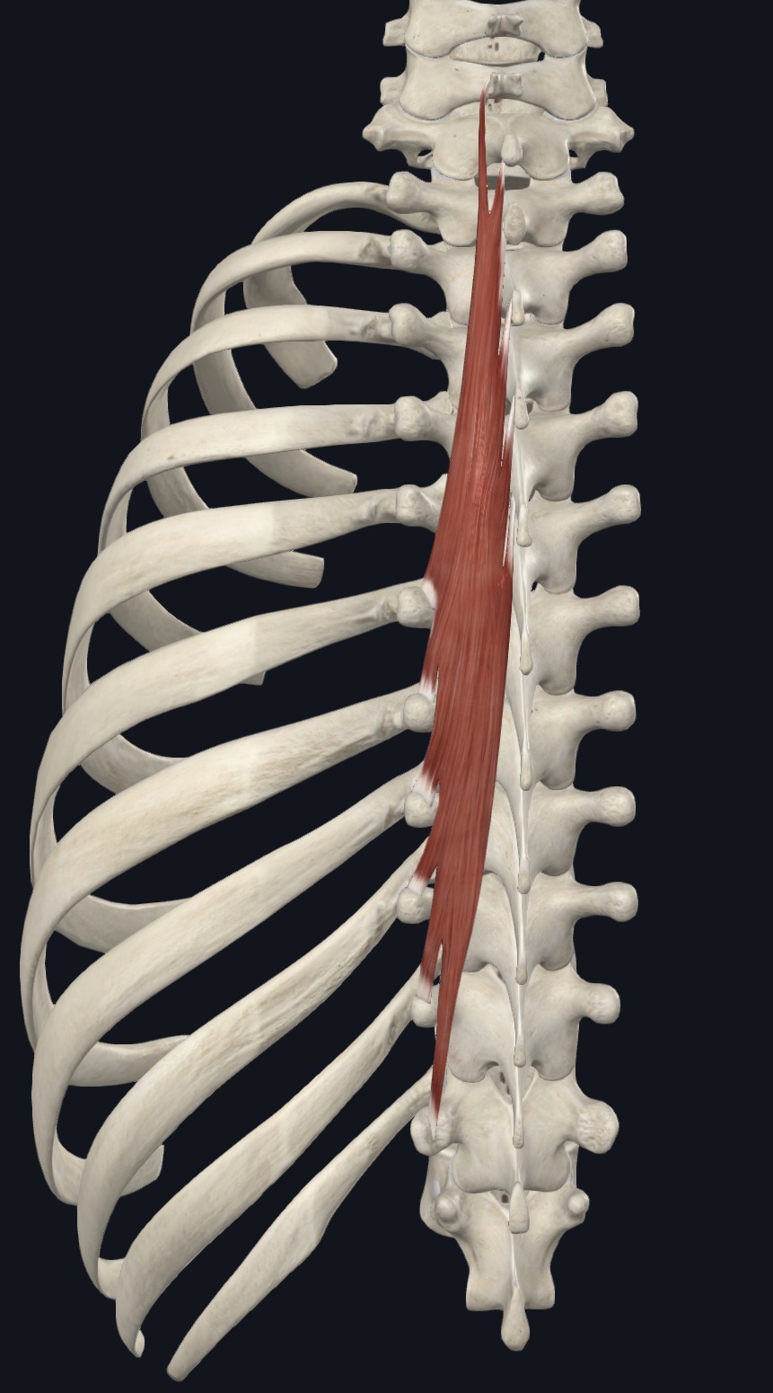 <p>Semispinalis Thoracis <strong>Action</strong></p>