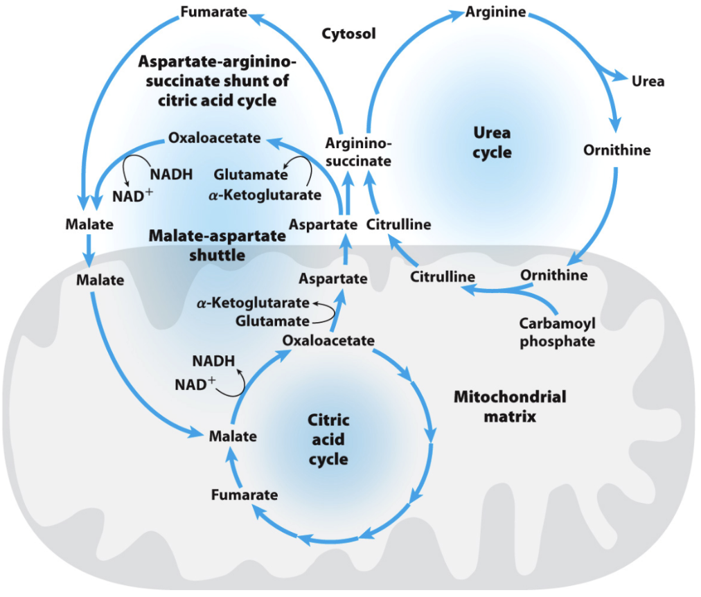 What is the aspartate-argininosuccinate shunt?