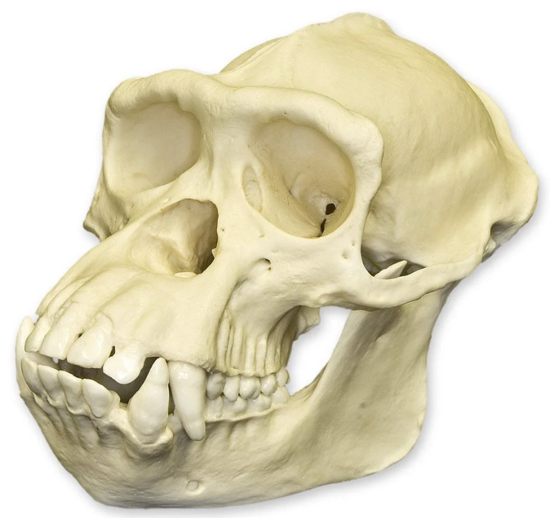 <p>Upper: 2/1/2/3</p><p>Lower: 2/1/2/3</p>