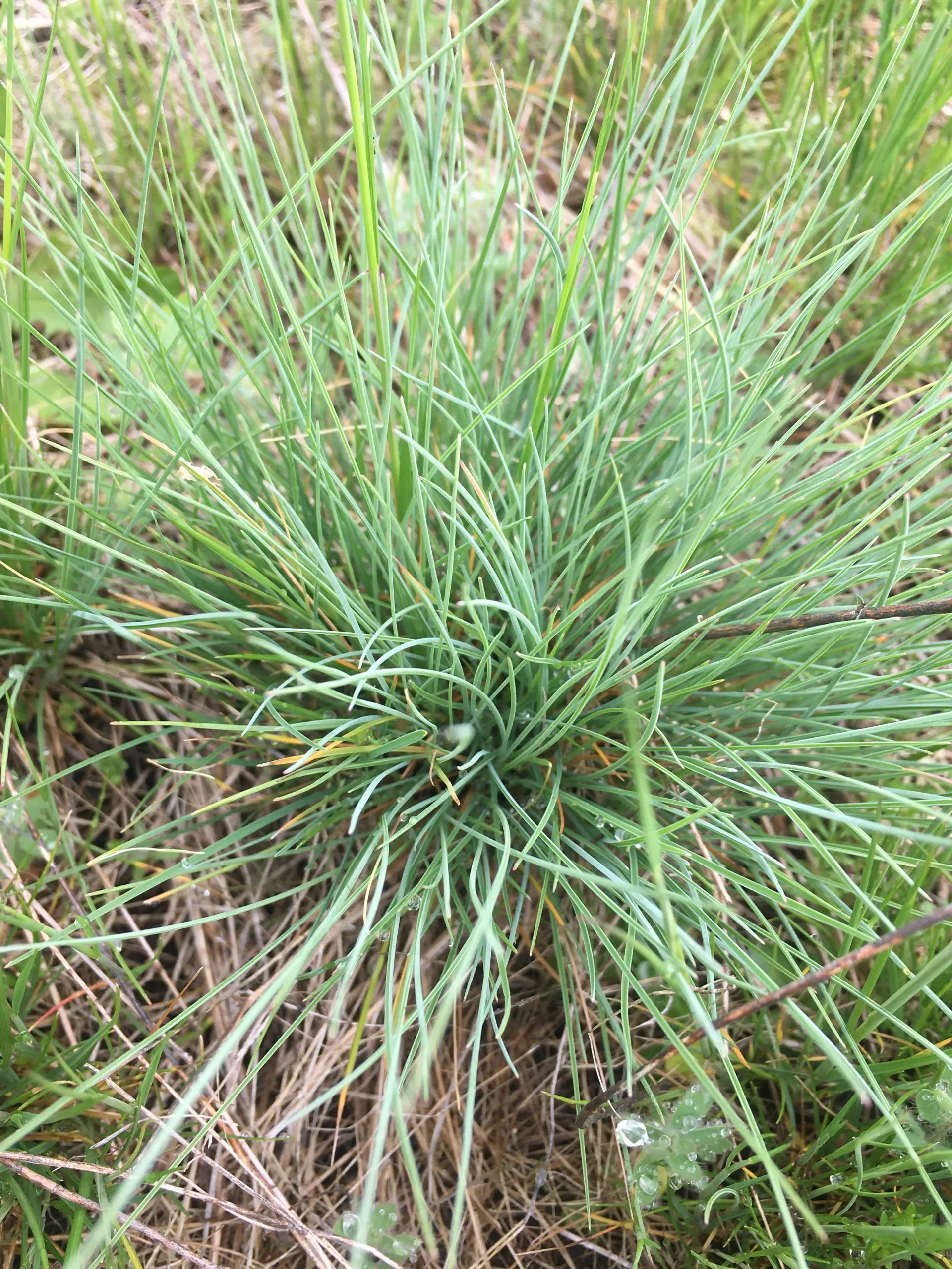 <p>Bunchgrass forming dense tifts, stems upright. Lacks spreading rhizomes. Mostly basal, narrow and finely textured leaves. Blue green to gray green. </p>