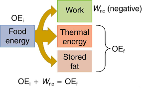 <p>energy from food/nutrients is converted into ATP through metabolism, which powers muscle movement, nerve signaling, and repair</p>