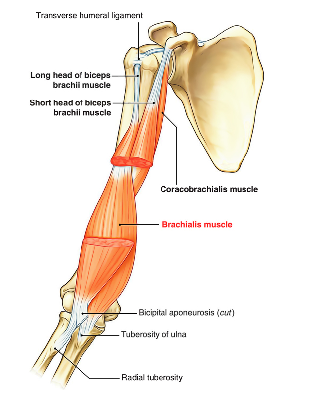 <p>Ulnar tuberosity</p>