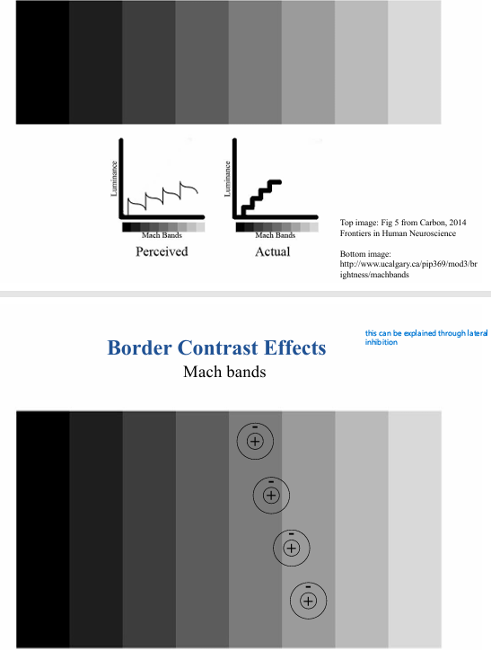 <p></p><ul><li><p>example of the broader contrast effect (caused by lateral inhibition)</p></li><li><p>bands of exactly the same luminance</p></li><li><p>the luminance itself is thought to be constant, but the side of the bands to the <strong>left </strong>look brighter</p></li><li><p>Bands to the right, less activated in the surround, more response!</p></li></ul><p></p><p><em>poorer sensitivity if the change is over a longer area - </em>Craik-O’Brien-Cornsweet illusion also describes this</p>