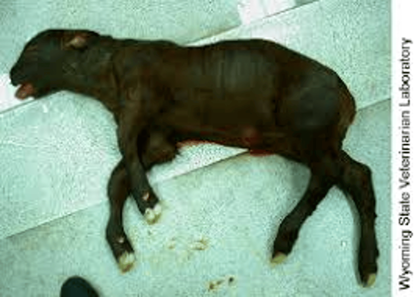 <p>Breed affected: Angus/Red Angus (primarily) </p><p>Appearance: Born premature (2-4 wks) w/ short lower jaw and bones lacking marrow (break easily)</p><p>-recessive lethal</p><p>Test: DNA test</p><p>Results: OSF or OSC</p>