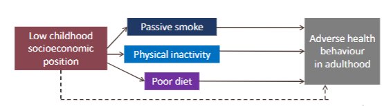 <p>Low childhood socioeconomic position </p><ul><li><p>Passive smoke</p></li><li><p>Physical inactivity </p></li><li><p>Poor diet</p></li></ul><p>All increase risk of adverse health behaviour in adulthood</p><p></p>