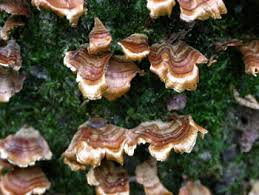 <p><strong>(<em>Stereum complicatum</em>)</strong> – Thin orange-brown crusts on wood. <strong>Saprophyte.</strong><br><strong>Uses:</strong> None.</p>