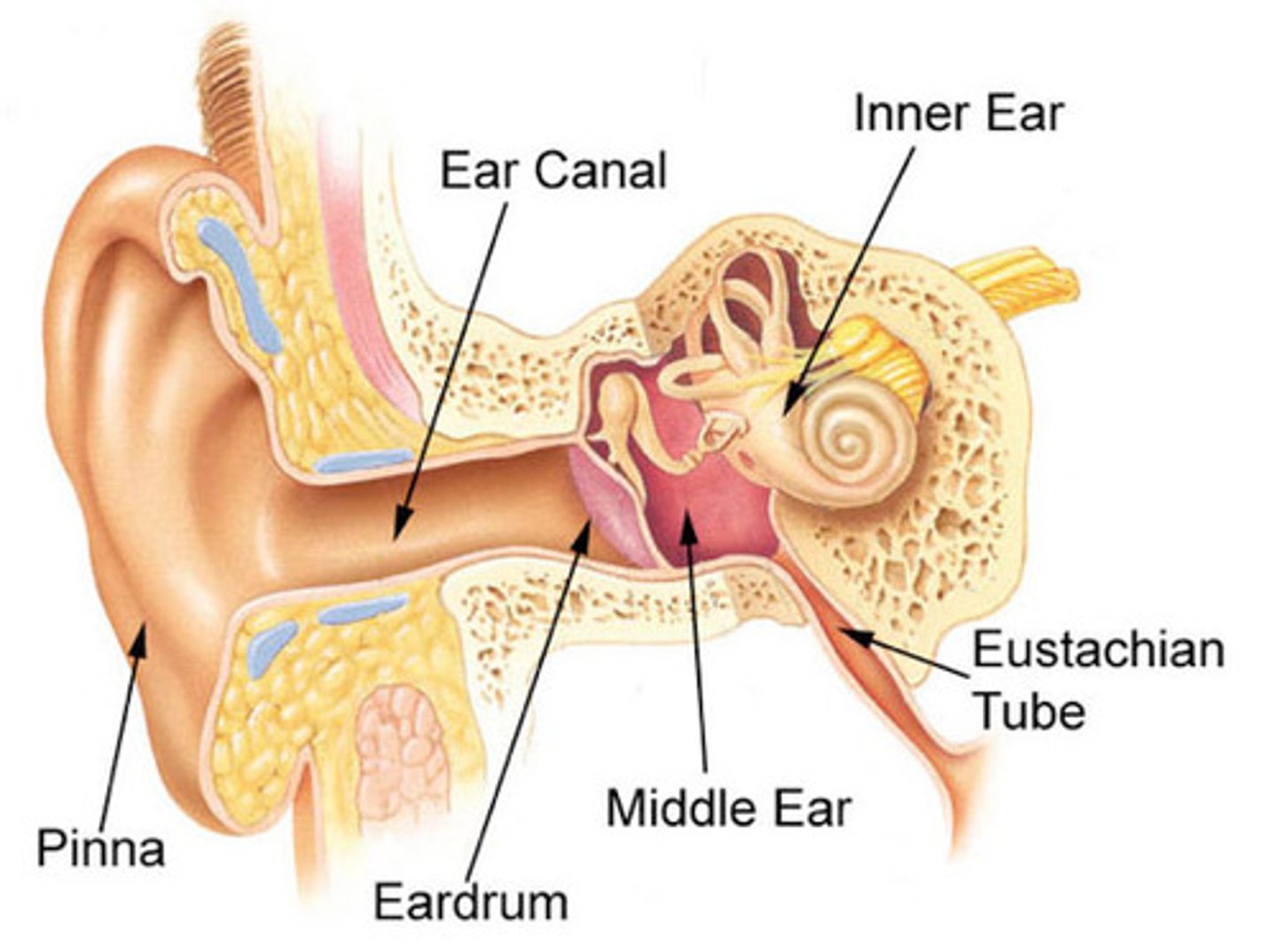 <p>tube connecting the middle ear to the pharynx (throat) equalizes atmospheric pressure</p>
