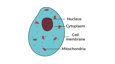 <p>Each component in the animal cell has a particular function. Animal cells often have an irregular shape.</p><p></p><p>The four key components of most animal cells are:</p><ul><li><p><strong>Nucleus</strong> - this contains the genetic material (DNA) of the organism and controls the cell’s activities.</p></li><li><p><strong>Cytoplasm</strong> - the liquid that makes up most of the cell in which chemical reactions happen. This is mainly water.</p></li><li><p><strong>Cell membrane</strong> - a flexible outer layer that surrounds the cell and controls which substances can pass into and out from it.</p></li><li><p><strong>Mitochondria</strong> - tiny parts of cells floating in the cytoplasm where energy is released from glucose from food. The mitochondria, found in the cell cytoplasm, are where most <span style="line-height: inherit; font-size: inherit;">respiration</span> happens.</p></li></ul><p></p>