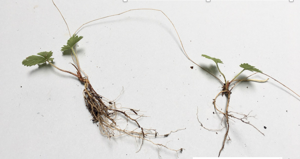<p>Type of vegetative structure</p>