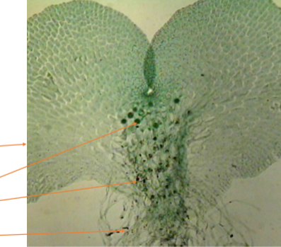 <ol><li><p>Name the phylum </p></li><li><p>vascular or avascular</p></li><li><p>sporophyte or gametophyte</p></li><li><p>Seeds or seedless</p></li></ol><p></p>