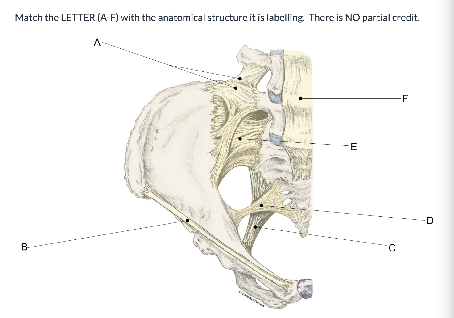 <p><span>Match the LETTER (A-F) with the anatomical structure it is labelling. &nbsp;There is NO partial credit.</span></p>