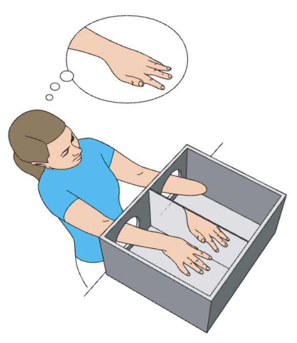 <ul><li><p class="Paragraph SCXO83248518 BCX0" style="text-align: left;"><span style="background-color: inherit; line-height: 19.55px; color: windowtext;">The continued experienced sensations from removed limbs&nbsp;</span><span style="line-height: 19.55px; color: windowtext;">&nbsp;</span></p></li><li><p class="Paragraph SCXO83248518 BCX0" style="text-align: left;"><span style="background-color: inherit; line-height: 19.55px; color: windowtext;">Patients who practised with the mirror box for several weeks reported significant reduction in phantom limb pain</span><span style="line-height: 19.55px; color: windowtext;">&nbsp;</span></p></li><li><p class="Paragraph SCXO83248518 BCX0" style="text-align: left;"><span style="background-color: inherit; line-height: 19.55px; color: windowtext;">Demonstration of how visual feedback can retrain cortical circuits&nbsp;</span><span style="line-height: 19.55px; color: windowtext;">&nbsp;</span></p></li></ul><p></p>