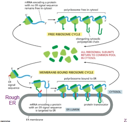 <p>Translation starts on ribosomes in the cytosol per usual, but then once ER Signal Sequence is translated the protein is inserted into the ER (“<u>co-translational translocation</u>)</p><p></p><p>The process looks different depending on if the protein is:</p><ol><li><p>soluble</p></li><li><p>or transmembrane</p></li></ol><p></p>