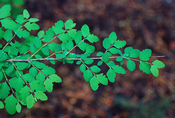 <p>Erect, 1.5’-6’ tall, hairless fine twigs, opposite leaves, <mark data-color="#4c5346" style="background-color: rgb(76, 83, 70); color: inherit;">variable margins smooth to wavy toothed</mark>, pink to white flowers. Clusters of white, berry-like drupes. CLOSE LOOKALIKE</p>