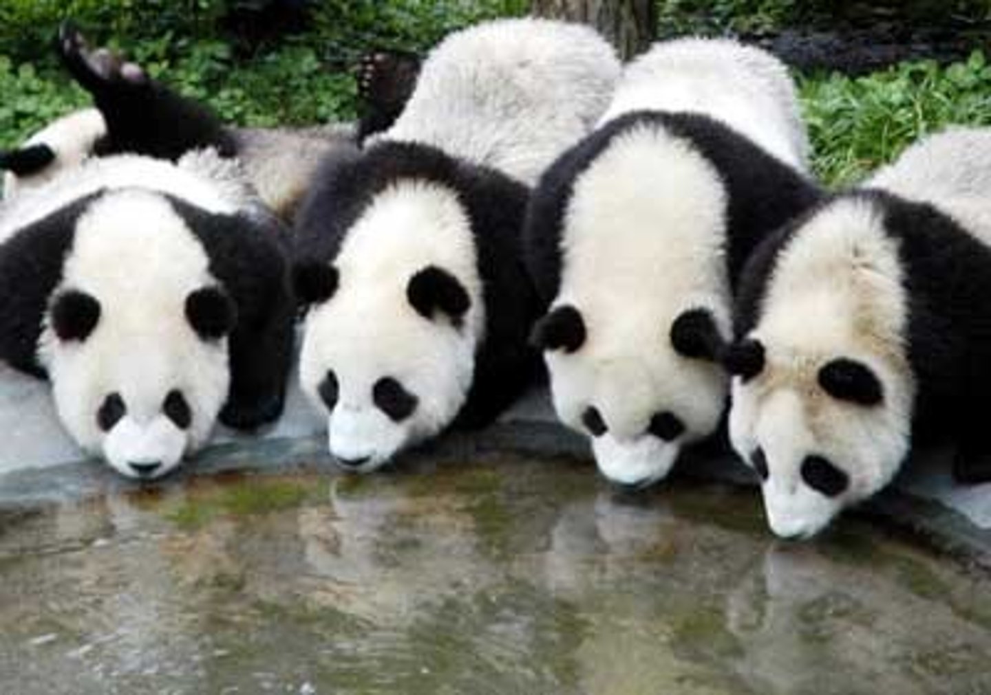 <p>TRANSLATION: размножаться</p><p>DEFINITION: to produce babies (used for animals)</p><p>EXAMPLE: Pandas rarely ........................ in zoos without special help. Панды редко РАЗМНОЖАЮТСЯ в зоопарках без специальной помощи.</p>