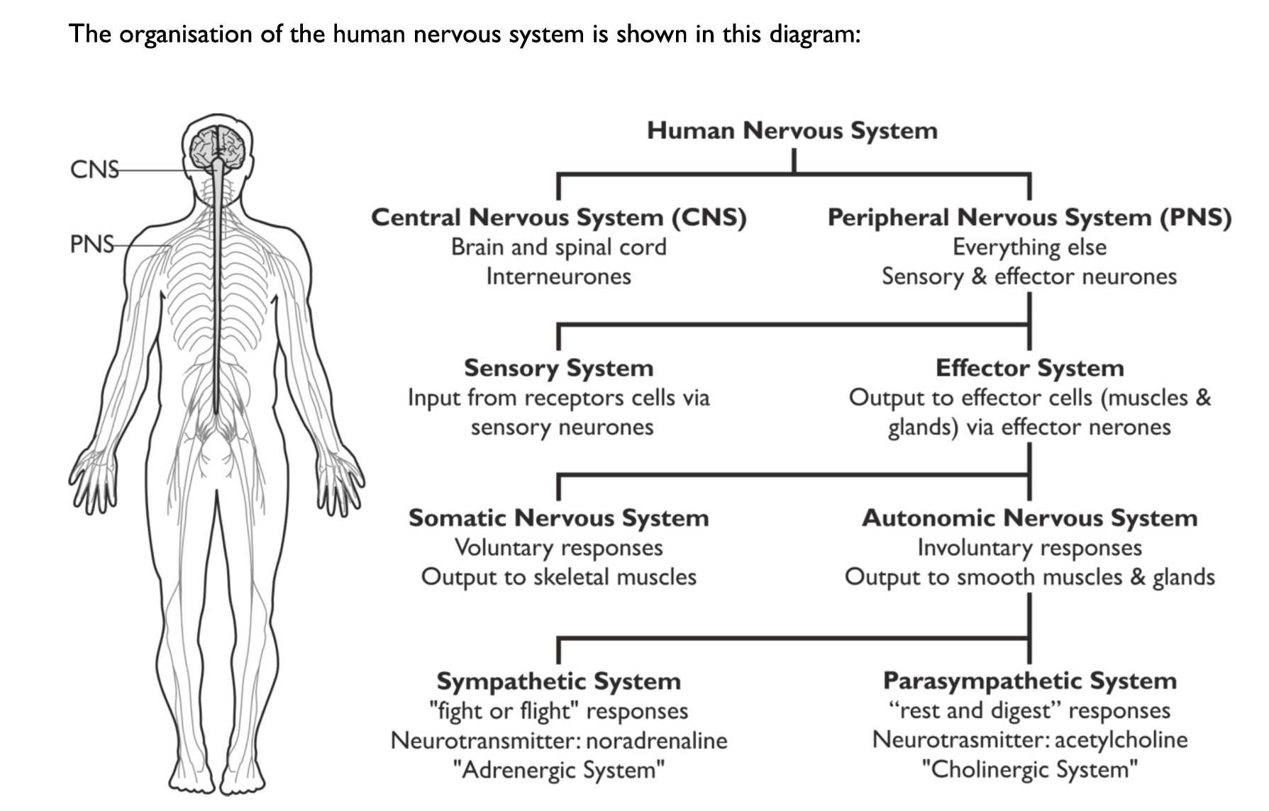 <ul><li><p><span style="line-height: 115%;">Central nervous system</span></p></li><li><p><span style="line-height: 115%;">Peripheral nervous system (all neurones that are not part of the CNS)</span></p></li></ul><p></p>