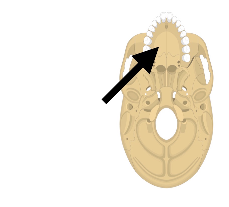 <p>Palatine process of maxilla</p>