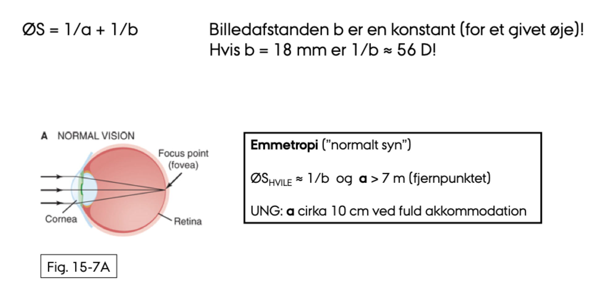 <p>Afstanden fra linsesystemet til <strong>retina</strong>, billedafstanden, som er cirka <strong>18 mm</strong>.</p>