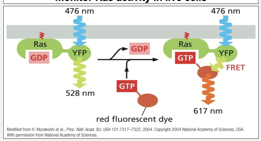 <ul><li><p>Upon activation of Ras, the red fluorescent-labeled GTP binds to the yellow fluorescent labeled Ras</p></li><li><p>FRET allows blue light to generate red fluorescence only when the fluorophores are very close to each other</p></li></ul><p></p>