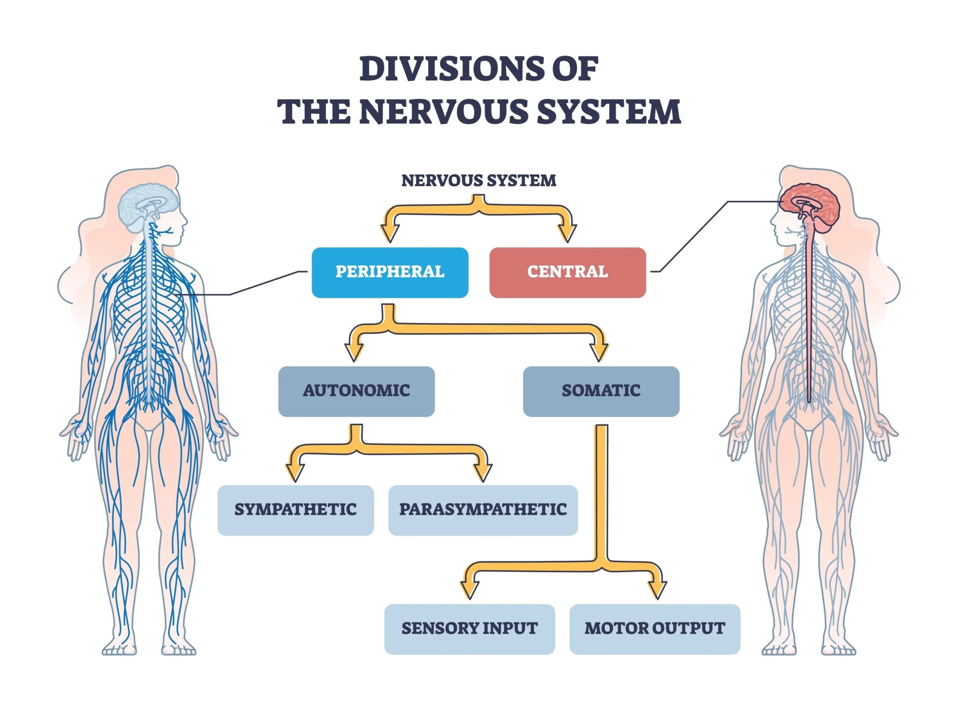<p>Autonomic nervous system</p>