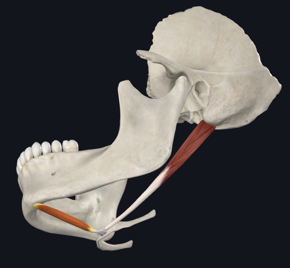 <p>Digastric Action</p>
