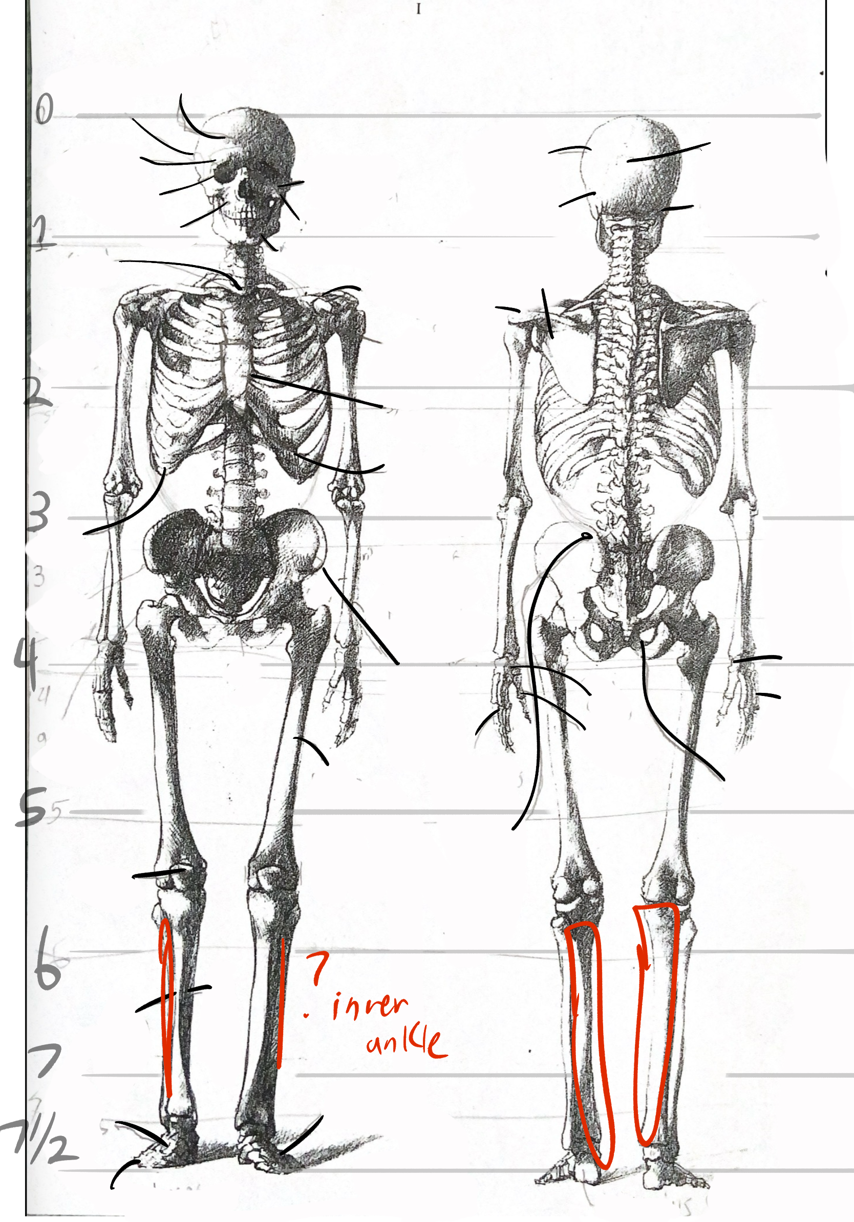 <p>(labeled wrong, outer ankle)</p>