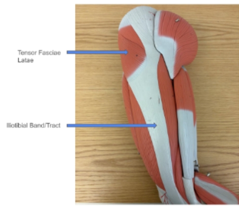 <p><span style="background-color: transparent; font-family: "Times New Roman", serif;">Iliotibial Tract (Band), Tensor Fasciae Latae</span></p>