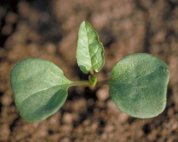 <p>Identify the weed</p>