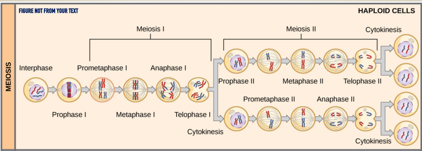 <p>prophase II - sindle forms around chromosomes</p><p>metaphase II - line up at equator</p><p>anaphase II - centromeres divide, move to opposite poles of cell SEPERATION OF SISTER CHROMATIDS</p><p>telophase/cytokinesis - envelope forms, cytoplasm divides</p><p>result in 4 daughter cells total, </p>