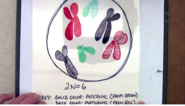 <ul><li><p>Chromosomes condense</p></li><li><p>Mitotic spindle grows out of the centrosomes</p></li><li><p>Kinetochore appears at the centromeres</p></li><li><p>Centrosomes migrate towards the poles</p></li></ul><p></p>