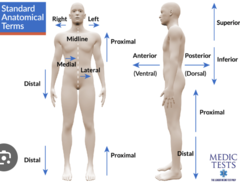 <p>away from the head or toward the lower part of the body (ex: the navel (belly button) is inferior to the chin)</p>