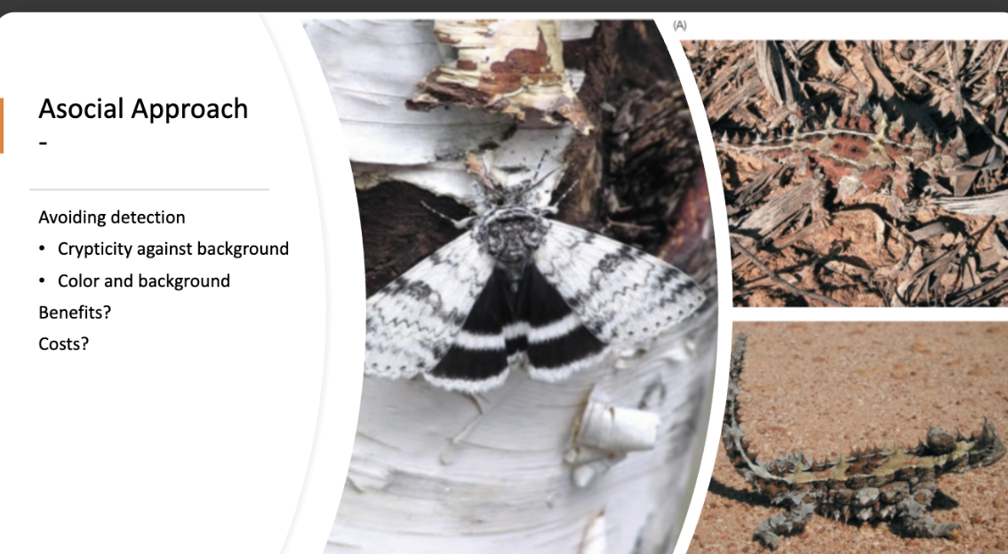 <p>what is an asocial approach? </p>