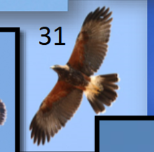 <p>rufous underneath, dark dorsal; long dark tail w white rump band</p>