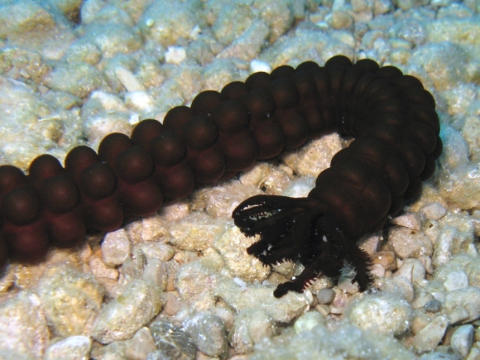 <p>Worm sea cucumber</p><p>- 40-50cm in length</p><p>- Dark-brown to black elongated body</p><p>- Mouth surrounded by tentacles</p><p>- Species distribution highly depends on the water currents</p><p>- Invasive species</p>